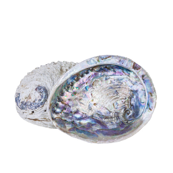 Abalone Muschel